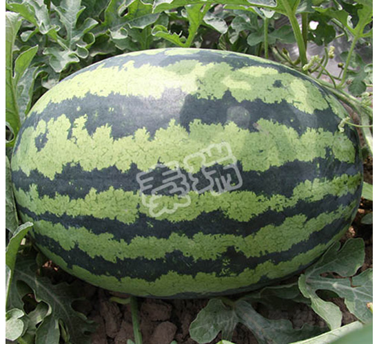 凌瑞六號-西瓜種子-秦瑞