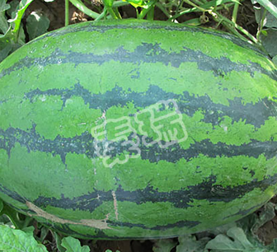秦抗五號(hào)-西瓜種子-秦瑞
