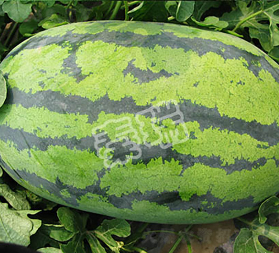 秦瑞霸龍-西瓜種子-秦瑞