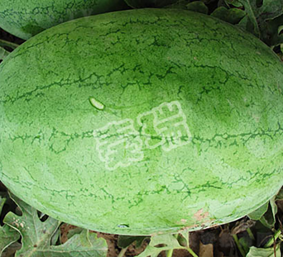 秦瑞綠龍-西瓜種子-秦瑞