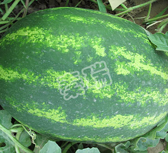 秦瑞裕豐-西瓜種子-秦瑞