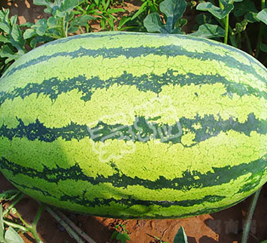 雙抗二號(hào)-西瓜種子-秦瑞