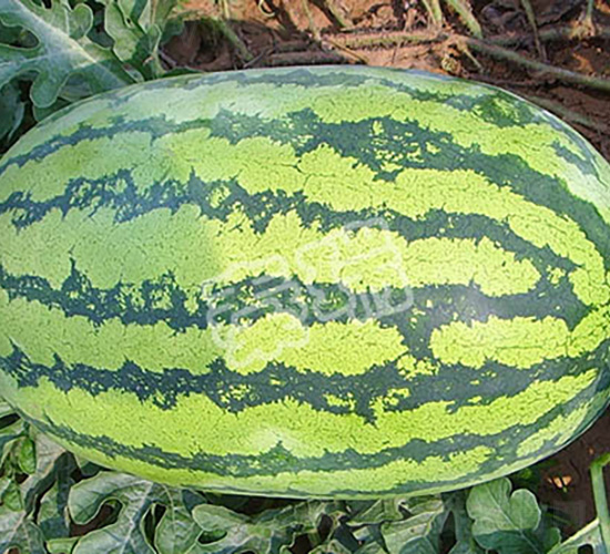 新育金城五號-西瓜種子-秦瑞