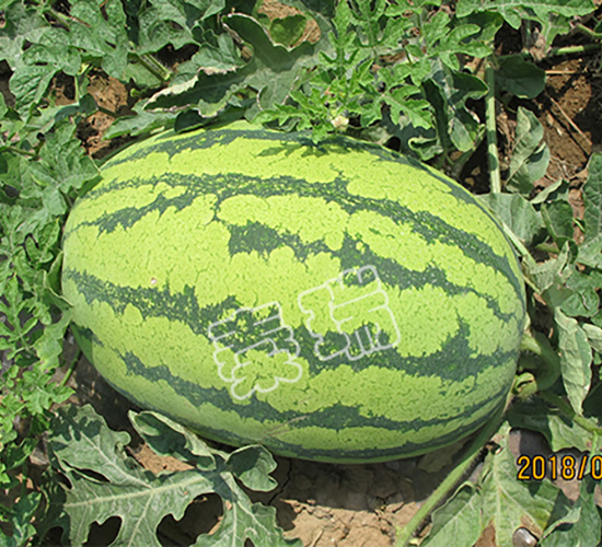 紅金五號(hào)-西瓜種子-秦瑞