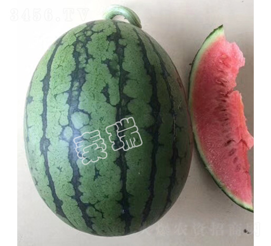 紅美玉-西瓜種子-秦瑞