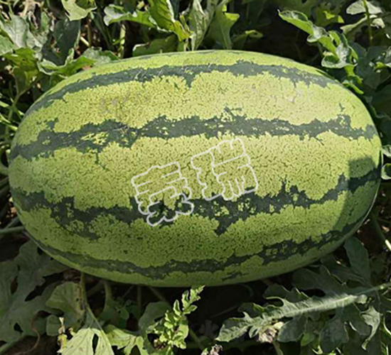 雙紅金城五號(hào)-西瓜種子-秦瑞