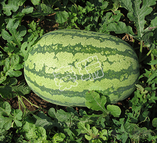 特大金城五號-西瓜種子-秦瑞