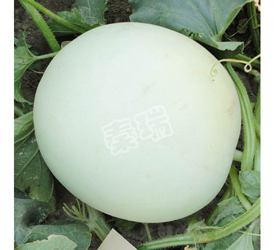 早雪-甜瓜種子-秦瑞