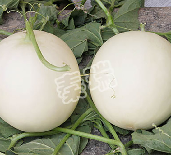 凌甜紅玉-甜瓜種子-秦瑞