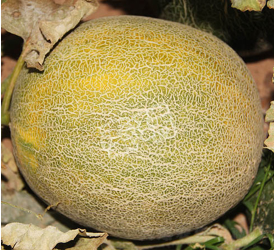 綠瑪瑙-甜瓜種子-秦瑞