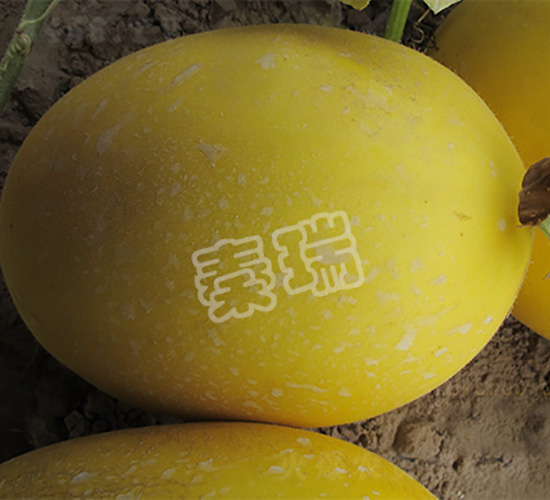 紅滿天-甜瓜種子-秦瑞