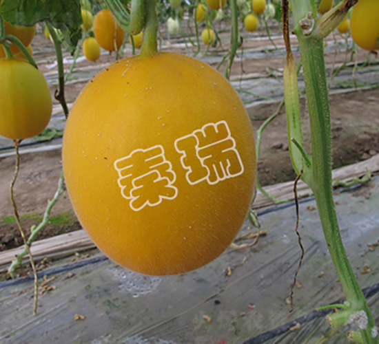 凌甜紅一號(hào)-甜瓜種子-秦瑞