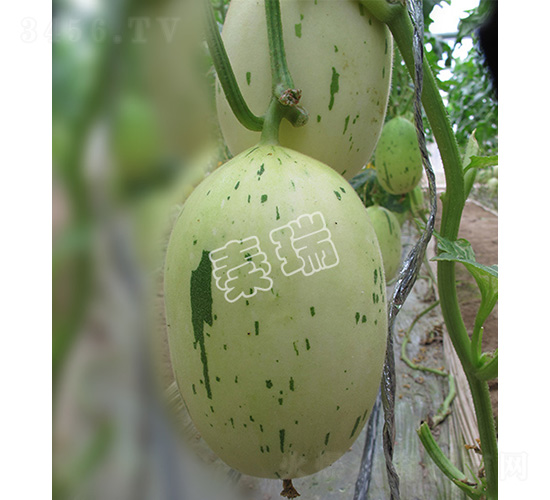 凌甜金玉-甜瓜種子-秦瑞