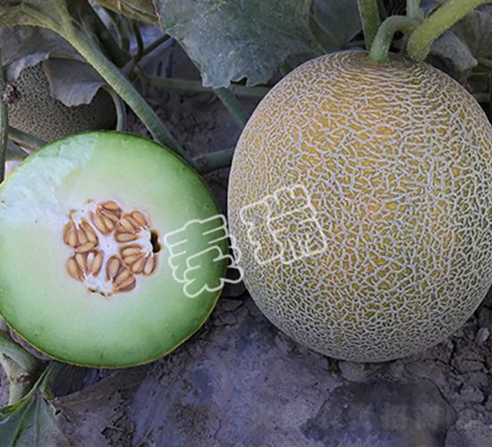 綠瑪瑙2號-甜瓜種子-秦瑞