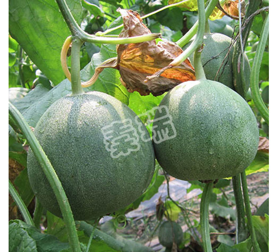凌甜綠冠-甜瓜種子-秦瑞