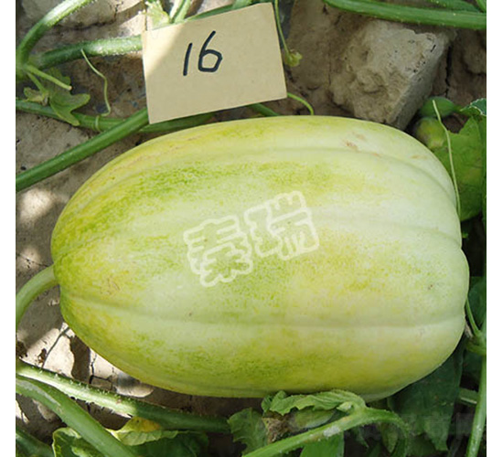 凌甜三號-甜瓜種子-秦瑞