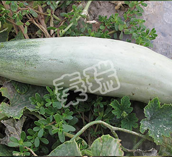 凌甜羊角脆-甜瓜種子-秦瑞