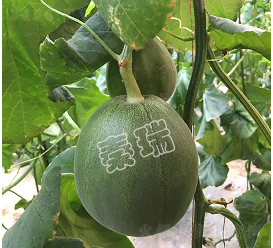 凌甜綠脆寶-甜瓜種子-秦瑞