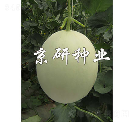 京玉姑2號(hào)-甜瓜種子-京研種業(yè)