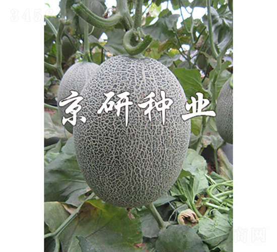 京御密18-甜瓜種子-京研種業(yè)
