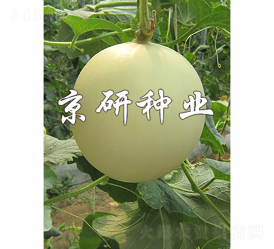 京玉姑1號(hào)-甜瓜種子-京研種業(yè)