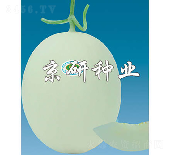 京玉3號-甜瓜種子-京研種業(yè)