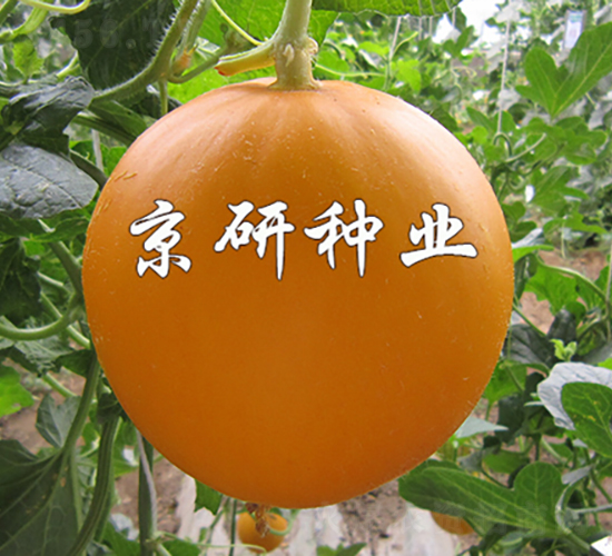 伊麗莎白2號-甜瓜種子-京研種業(yè)