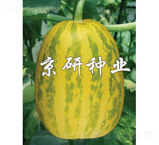 京玉30-甜瓜種子-京研種業(yè)