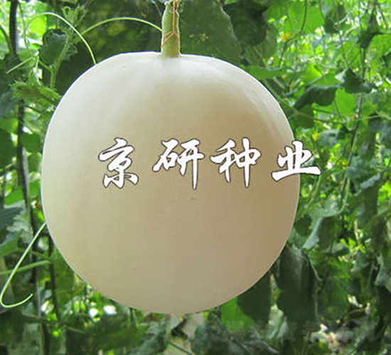 京玉新月-甜瓜種子-京研種業(yè)