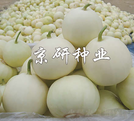 京玉352-甜瓜種子-京研種業(yè)