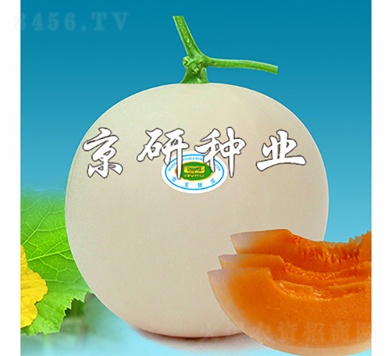 京玉月亮-甜瓜種子-京研種業(yè)