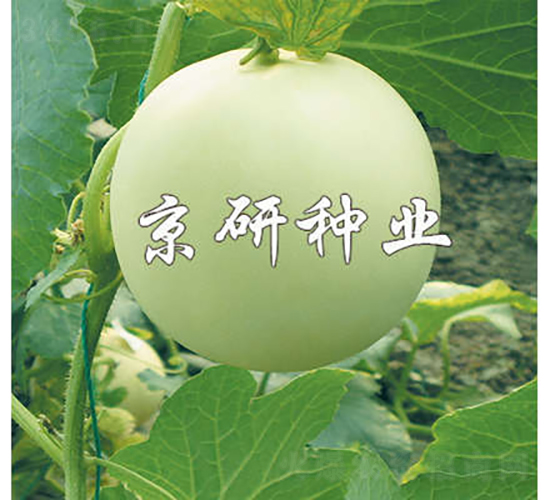 京玉1號-甜瓜種子-京研種業(yè)