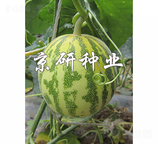 京玉850-2-甜瓜種子-京研種業(yè)