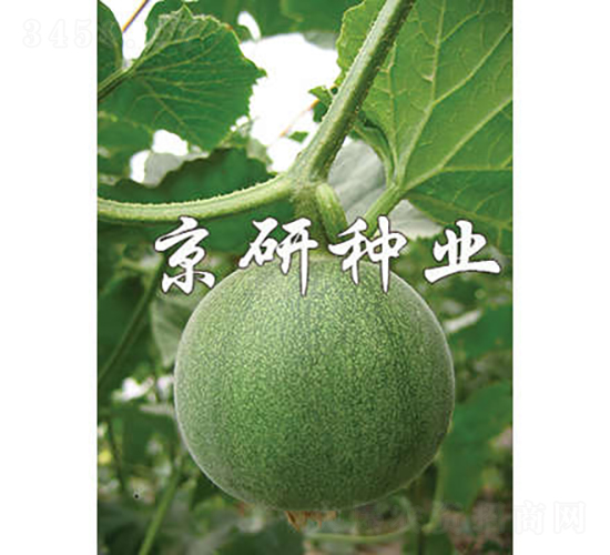 京玉綠寶-甜瓜種子-京研種業(yè)
