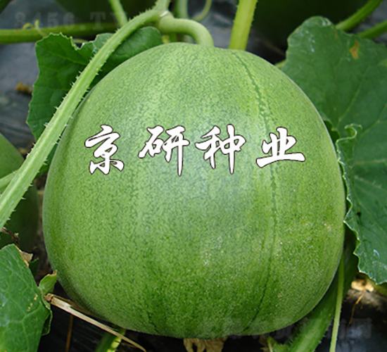 京玉綠寶2號-甜瓜種子-京研種業(yè)