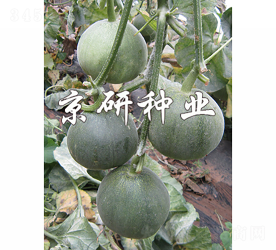 京玉綠寶3號(hào)-甜瓜種子-京研種業(yè)