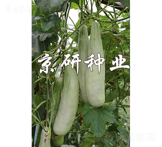 京玉羊角酥-甜瓜種子-京研種業(yè)