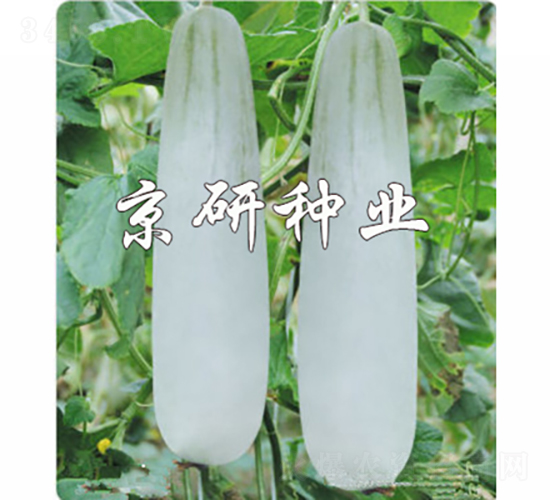 天蜜羊角脆-甜瓜種子-京研種業(yè)