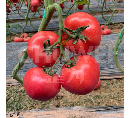 粉美玉一號-番茄種子-楚為生物