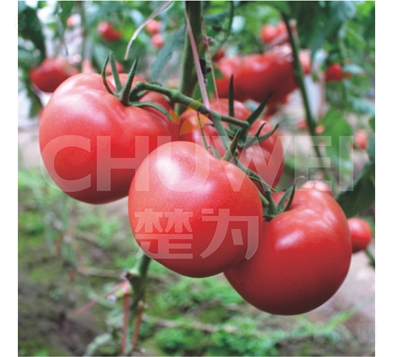 楚為T618-番茄種子-楚為生物