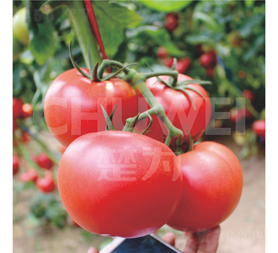 一見鐘情520-番茄種子-楚為生物
