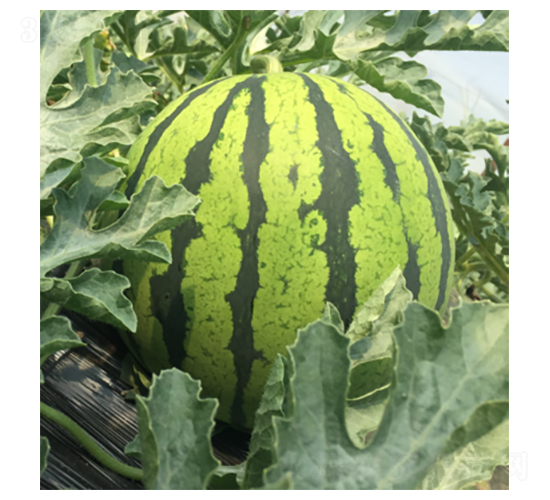 美秀189-西瓜種子-君川種業(yè)