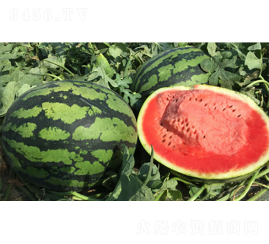 百旺3號(hào)-西瓜種子-君川種業(yè)