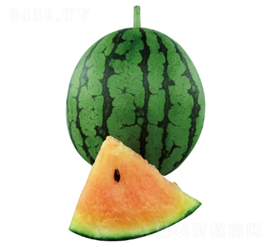 君川小達(dá)-西瓜種子-君川種業(yè)