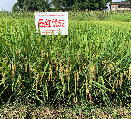 晶紅優(yōu)52（一等標準稻）-水稻種子-神農(nóng)科技