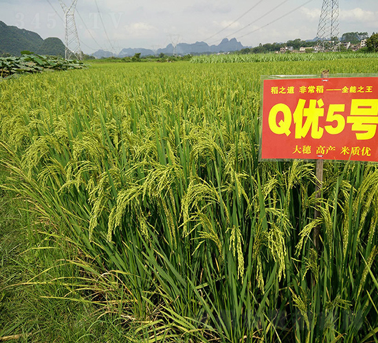 Q優(yōu)5號(hào)（全能稻）-水稻種子-神農(nóng)科技