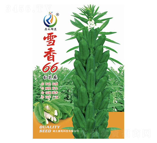 雪香66-芝麻種子-康地科技