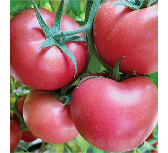 代美特902-番茄種子-和潤農(nóng)業(yè)