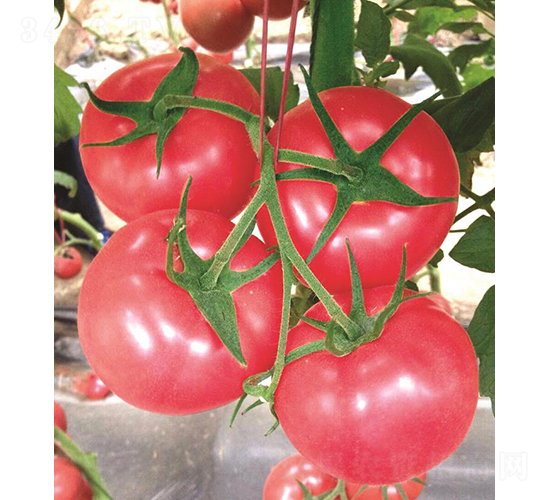 漢姆053-番茄種子-和潤(rùn)農(nóng)業(yè)