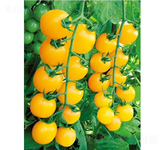 1502-番茄種子-和潤農業(yè)